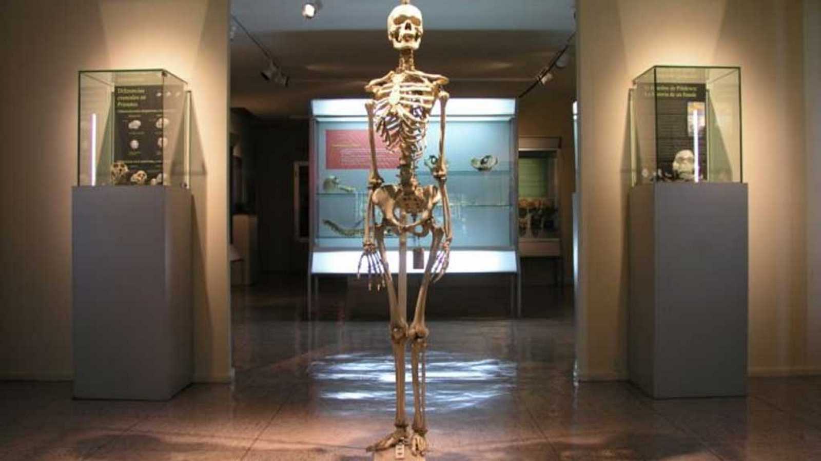 Reverte Coma Museum of Forensic Anthropology